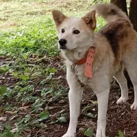 واگذاری سگ خوشگل