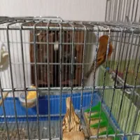 جوجه سره قناری|پرنده|تهران, آهنگ|دیوار