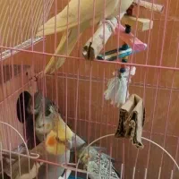 عروس سرای هلندی