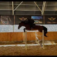 اسب قد ۱۸۳ .دو راس|اسب و تجهیزات اسب‌سواری|تهران, نیاوران|دیوار