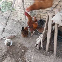 خروس لاری