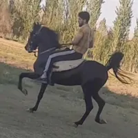 اسب کرد