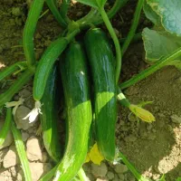خیار
