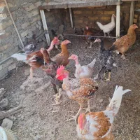 مرغ و خروس|حیوانات مزرعه|زابل, |دیوار