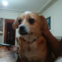 گمشده مژدگانی دریافت کنید