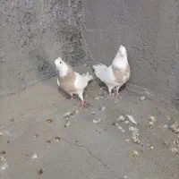 باعرض سلام ،یک جفت طوق کرم،جفت 800