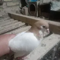 کبوتز|پرنده|خور (فارس), |دیوار