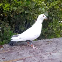 کبوتر بزک پلاکی|پرنده|شیراز, بازار|دیوار