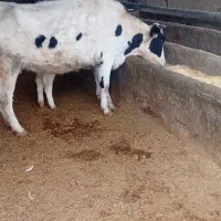 فروش گاو وگوساله|حیوانات مزرعه|جعفرآباد, |دیوار