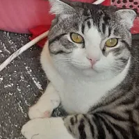 گربه بیریتیش مهربونمون