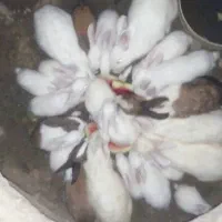 خرگوش فروشی