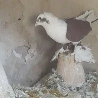 کبوتر|پرنده|تبریز, |دیوار