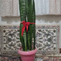 سانسوریا آپارتمانی