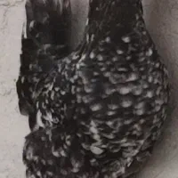 تخم نطفه دار مرغ گلین