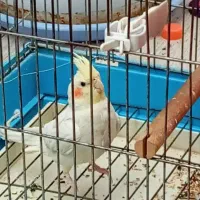 عروس هلندی  باقفس