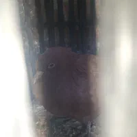 کفتر سرخ کرمانی