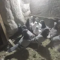 سی تا کبوتر پلاکی|پرنده|طرقبه, |دیوار