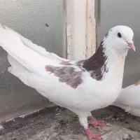 کبوتر جوجه زاغ. کاکلی و چینا پاکستانی وهما