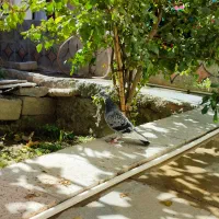 نرو ماده با جوجه|پرنده|سراوان, |دیوار