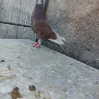 کفتر یجای|پرنده|قم, سید معصوم|دیوار