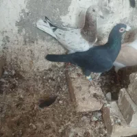 کبوتر|پرنده|بشاریات, |دیوار