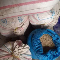 جو محلی|حیوانات مزرعه|کوهدشت, |دیوار