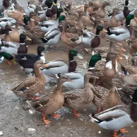 اردک محلی بزرگ