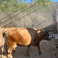 گاو شیری با گوساله ماده