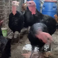 بوقلمون