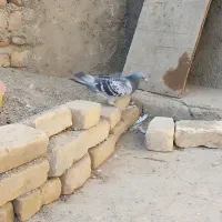 کبوتر پلاکی، کله دم‌سیاه|پرنده|شراء, |دیوار