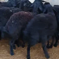 بره قره قزل اصل