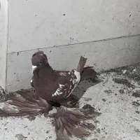 کبوتر پرنده|پرنده|تبریز, |دیوار