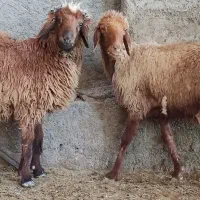 بز،میش آبستن با بره قوچ ،تیشتر کهره ماده