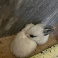 خرگوش