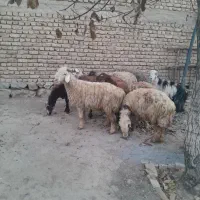 حیوانات مزرعه|حیوانات مزرعه|داران, |دیوار