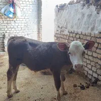 گاو و گوساله سیمینتال