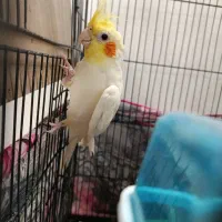 یک جفت عروس هلندی