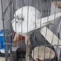 عروس هلندی البینو مولد|پرنده|اسلامشهر, مظفریه|دیوار