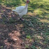 بوقلمون گوشتی درجه۱