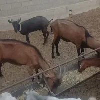 بز آلپاین و بز مورسیاه