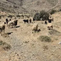 چوپان|استخدام سرایداری و نظافت|شیراز, ارم|دیوار