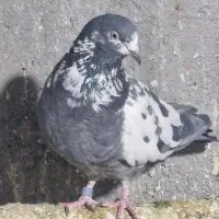 یه جفت کفتر پاکستانی