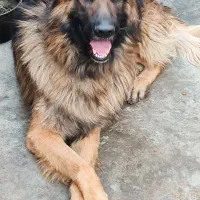 ژرمن شولاین|سگ|ورامین, خیر آباد|دیوار