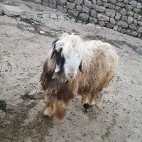 کهوه تخمی|حیوانات مزرعه|ایذه, |دیوار