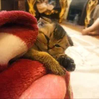 چین چیلا گلد دبل فولد|گربه|تهران, صادقیه|دیوار