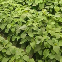 نهال کیوی تلخ