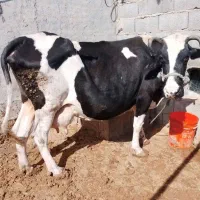 گاو خارجی حامله با گوساله نر آلمانی|حیوانات مزرعه|بندر ماهشهر, |دیوار