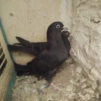 کبوتر پرشی