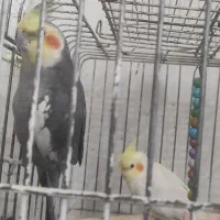 عروس هلندی سخنگو و مینا سخنگو و مرغ عشق سخنگو