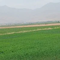 یونجه درجه یک